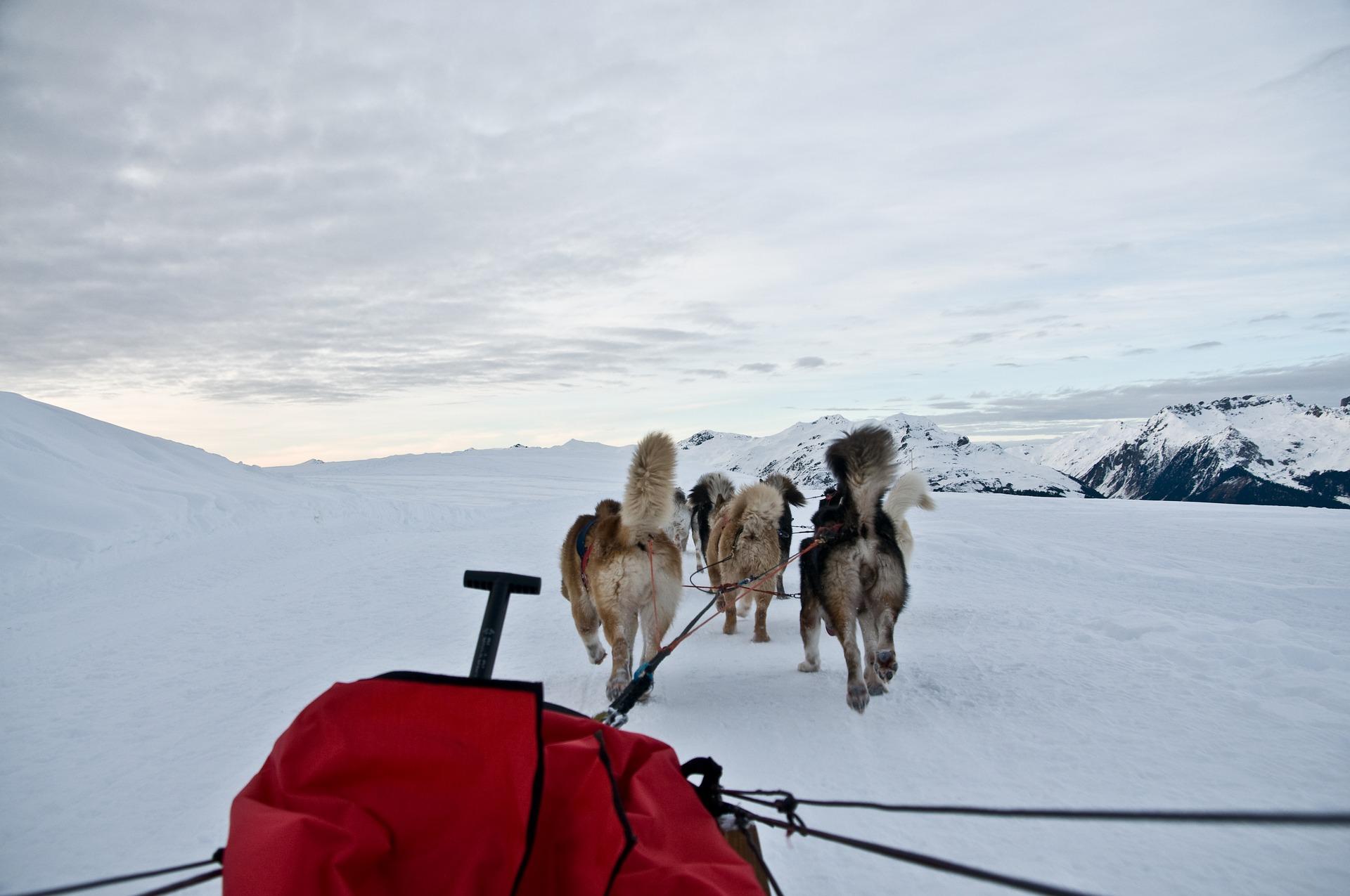 Canada's Top Winter Adventures and Destinations - Sled Dogs