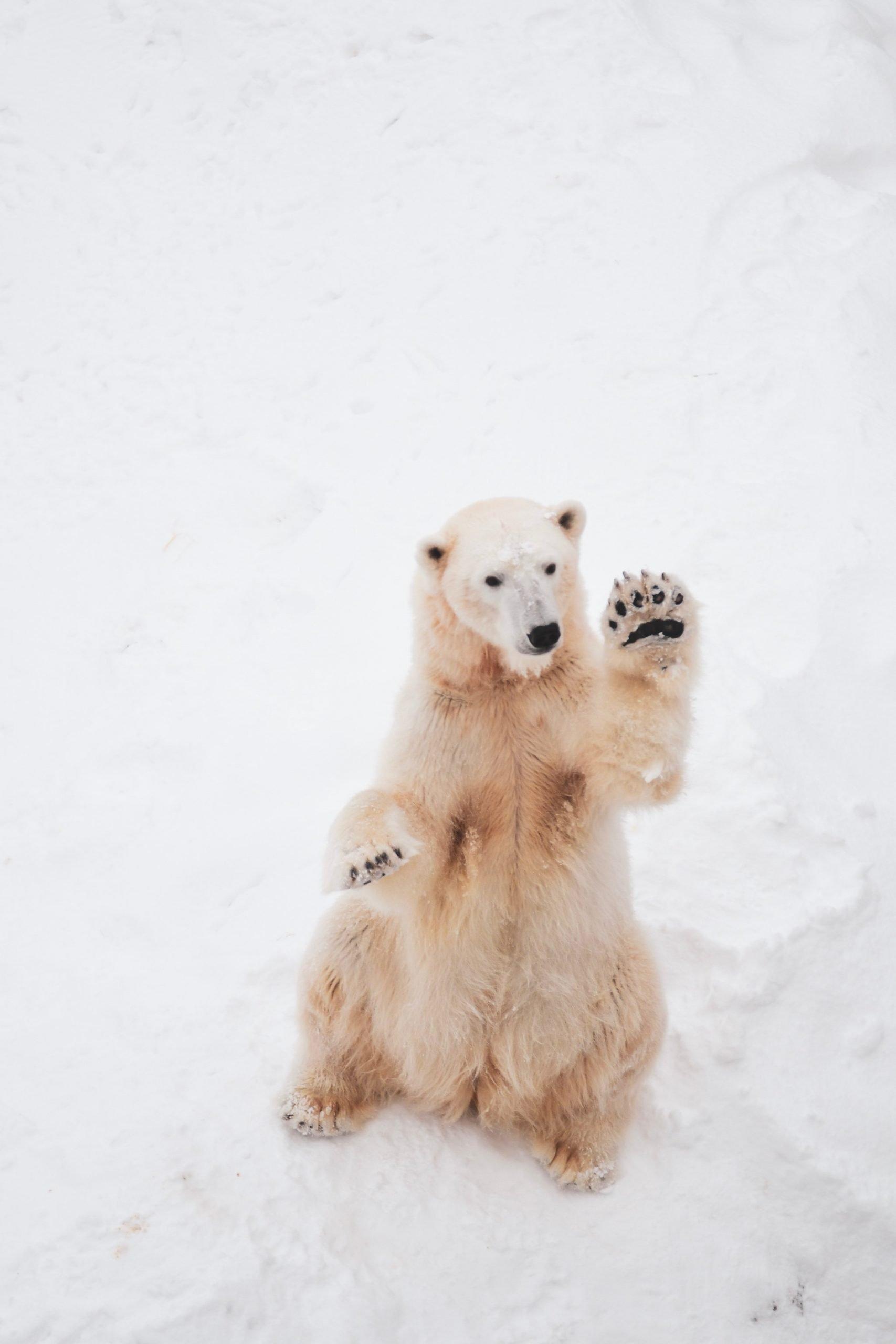 Canda's Top Winter Adventures and Destinations - polar bear in the snow