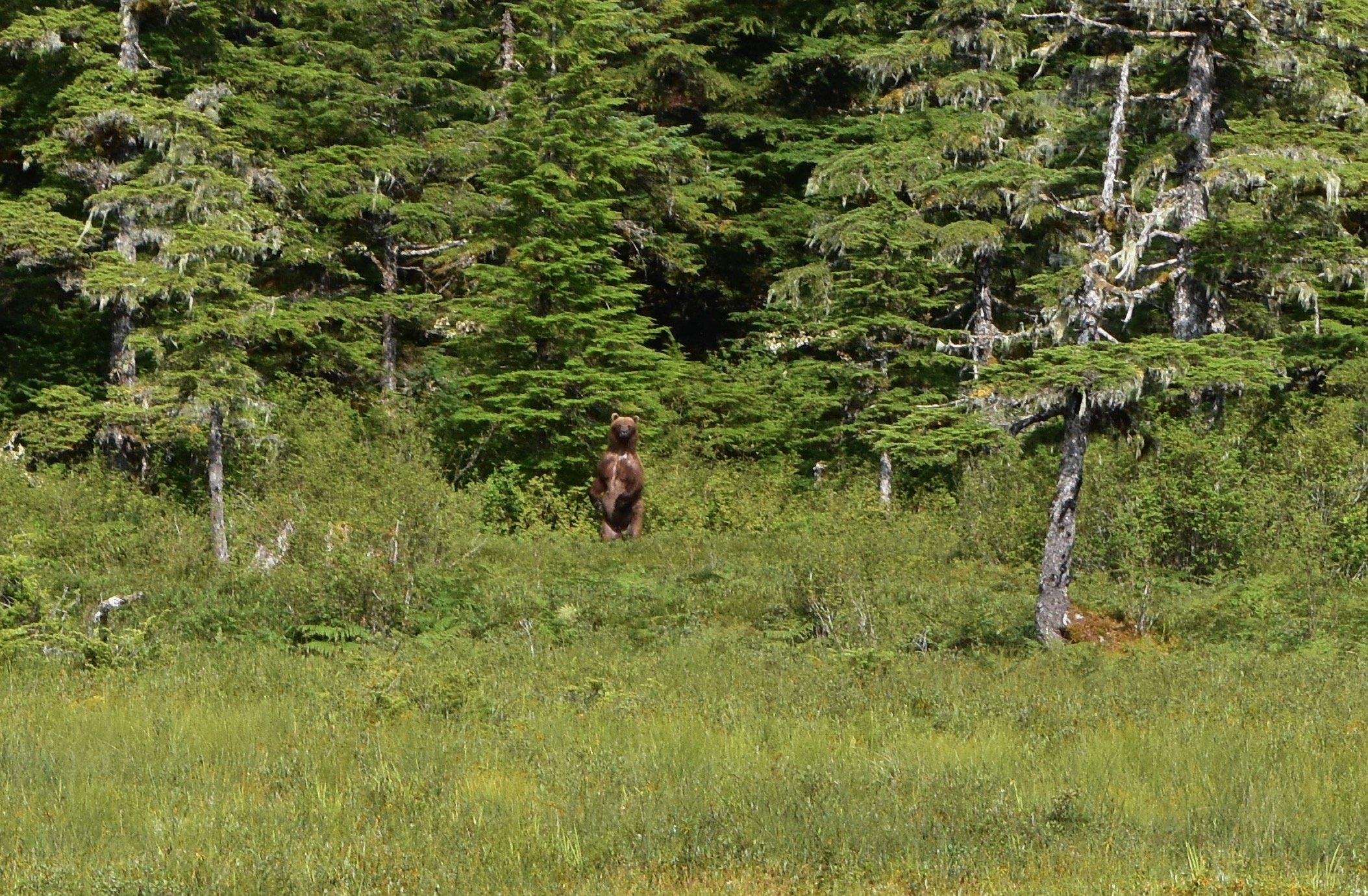 brown bear on hind legs