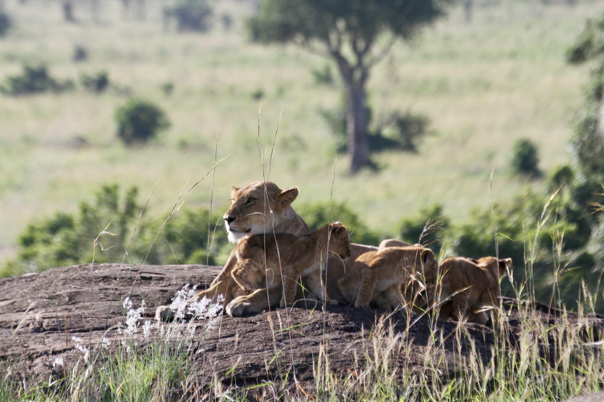 Adventures for the Senses - A Family Vacation Idea - lioness and cubs in Masai Mara