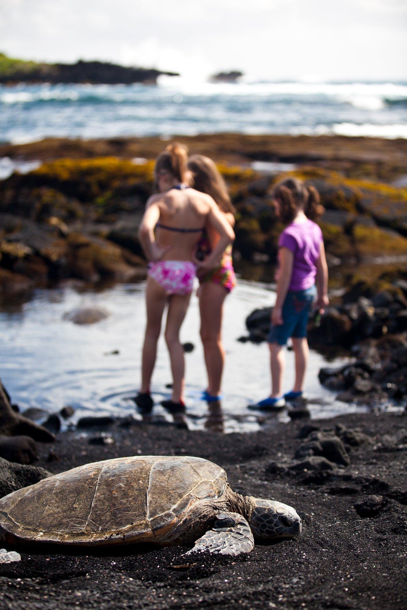 Which Hawaiian Island is Perfect for Your Family Vacation? - Sea turtle on black sand beach