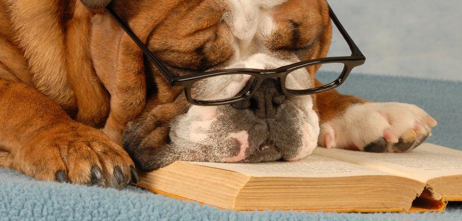 bulldog sleeping on a book