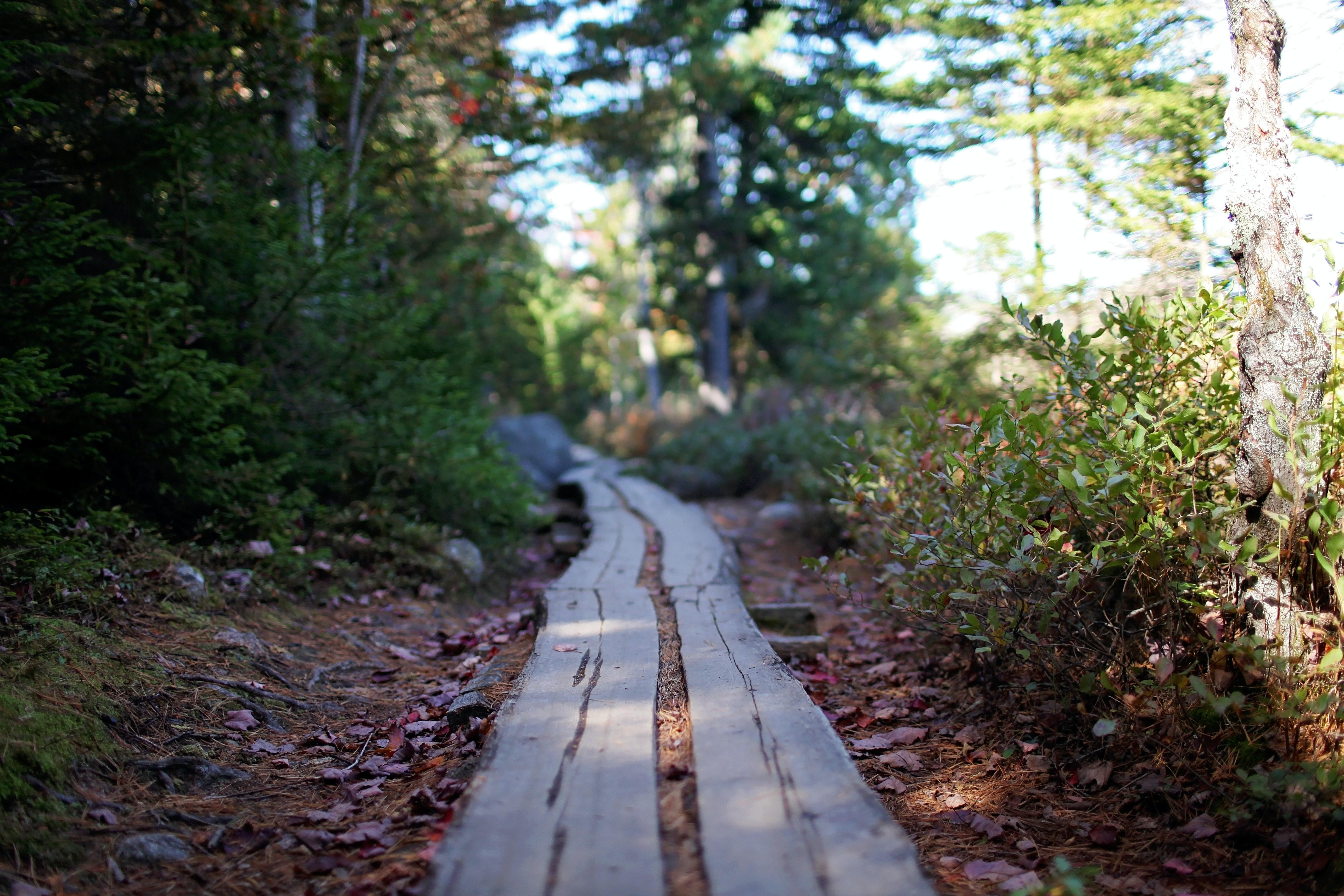 Acadia National Park: Things to Do During Your Family Vacation - Path through the woods in Acadia National Park