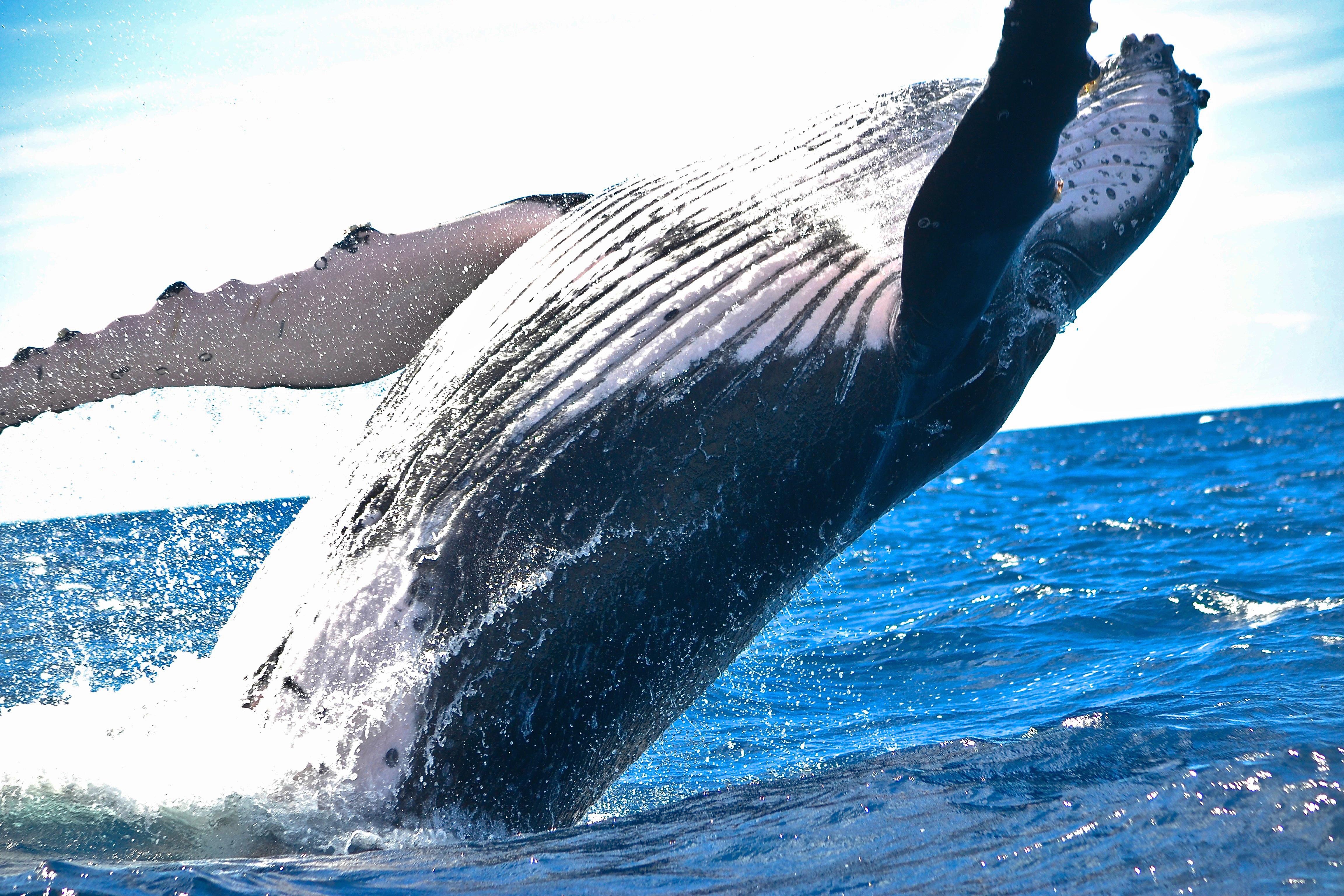Whale Watching in Massachusetts: Where to See Majestic Marine Life - Whale Watching in Boston