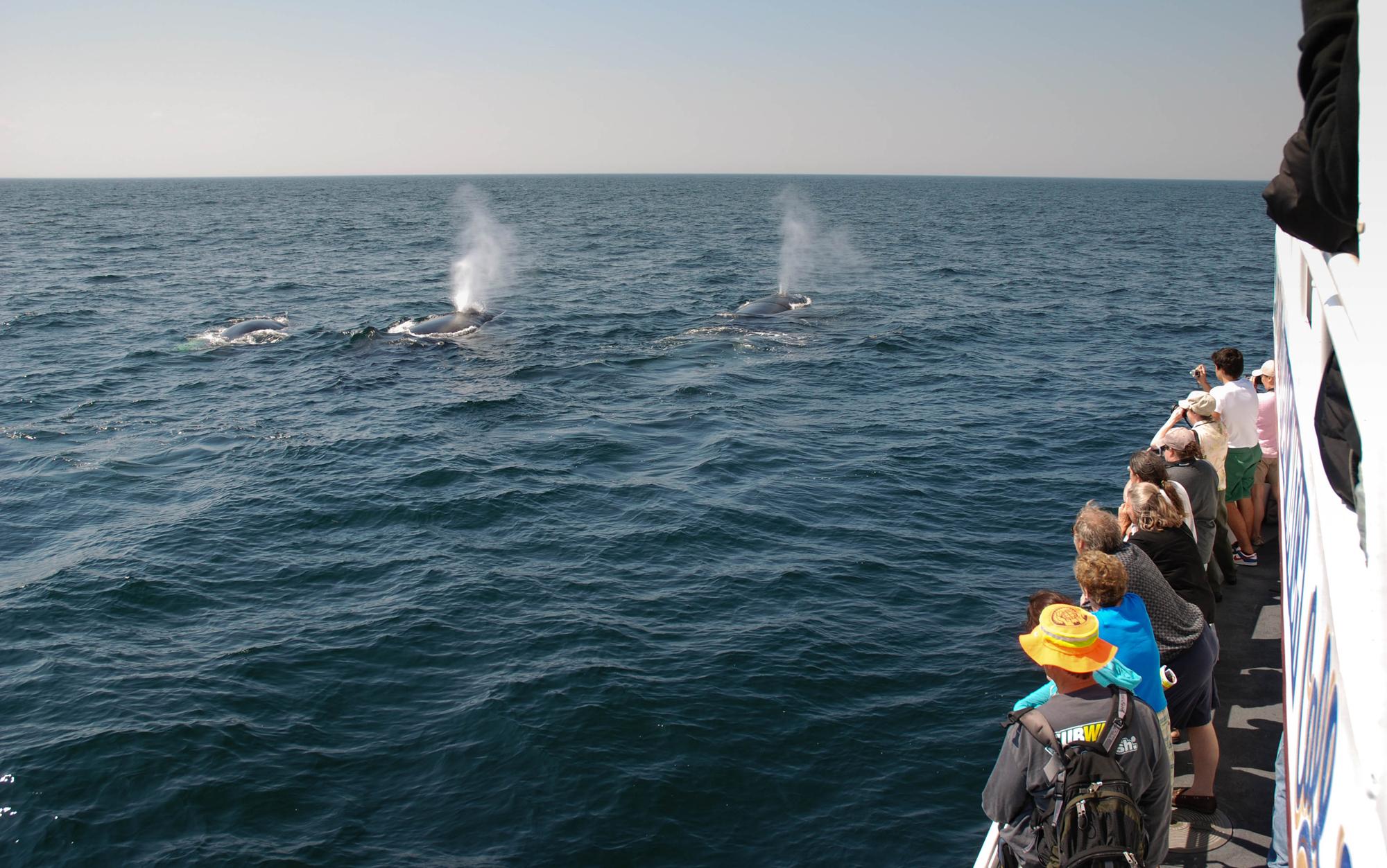 Whale Watching in Massachusetts: Where to See Majestic Marine Life - Group Whale Watching in Boston, Massachusetts