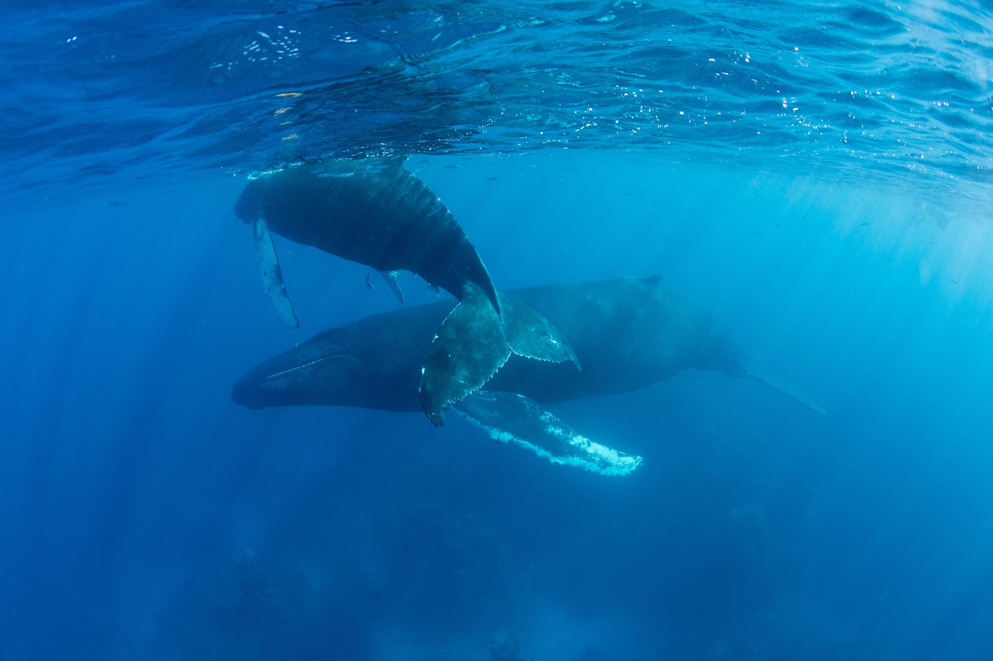 Whale Watching in Massachusetts: Where to See Majestic Marine Life - Humpback Whales Mother and Calf