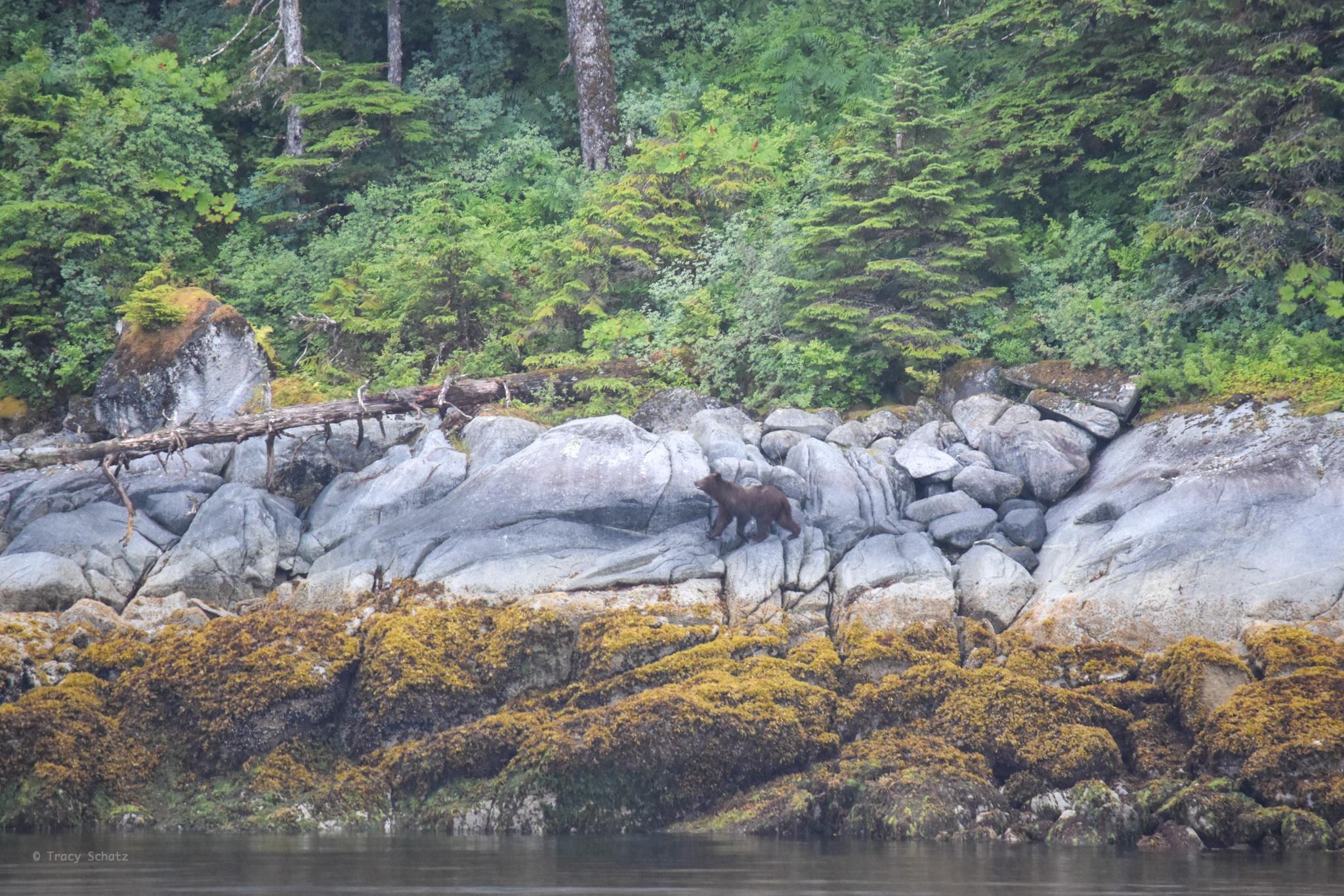 How to Spot Wildlife on an Alaska Cruise with Family - Wildlife in Alaska