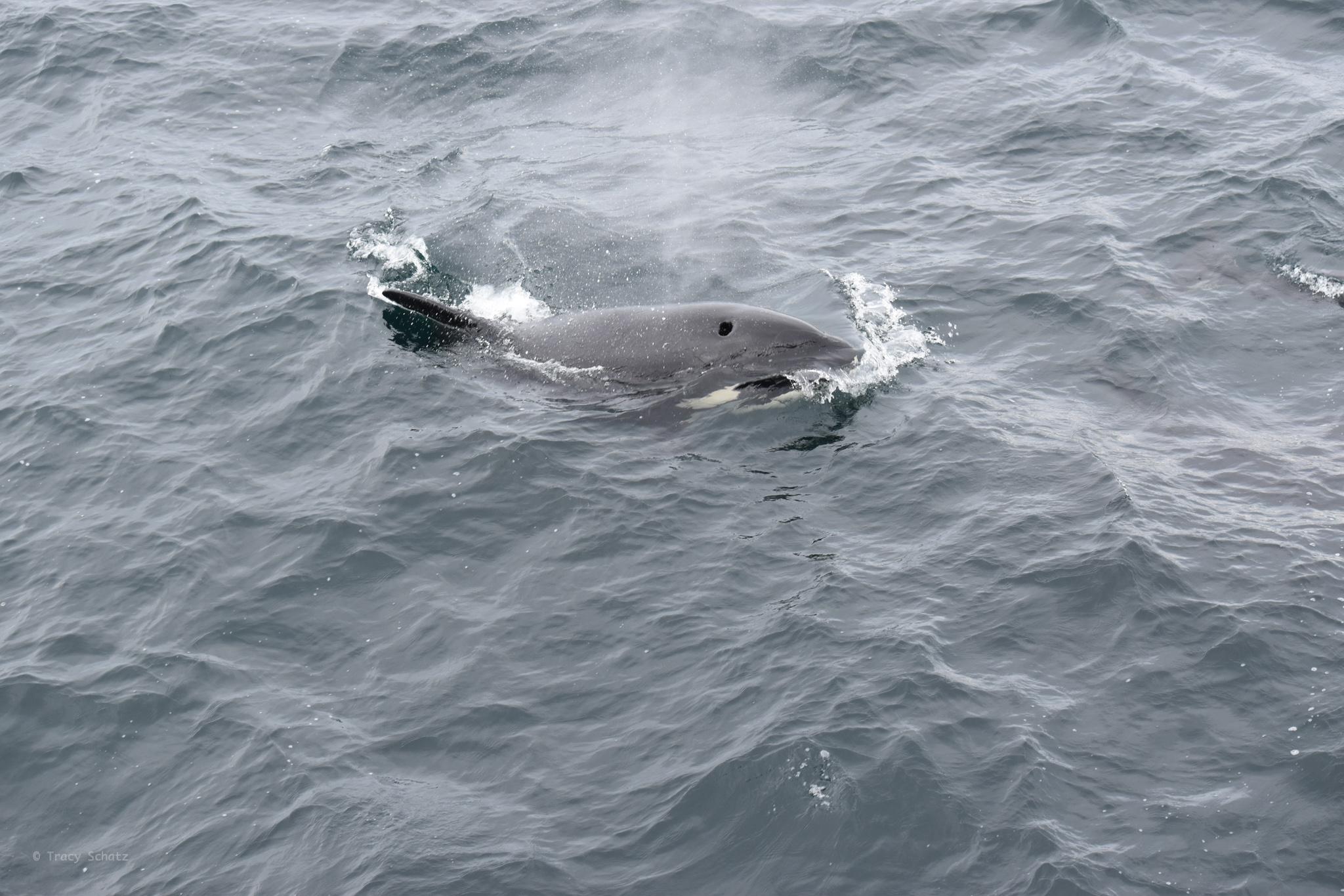 How to Spot Wildlife on an Alaska Cruise with Family - Orca in Alaska