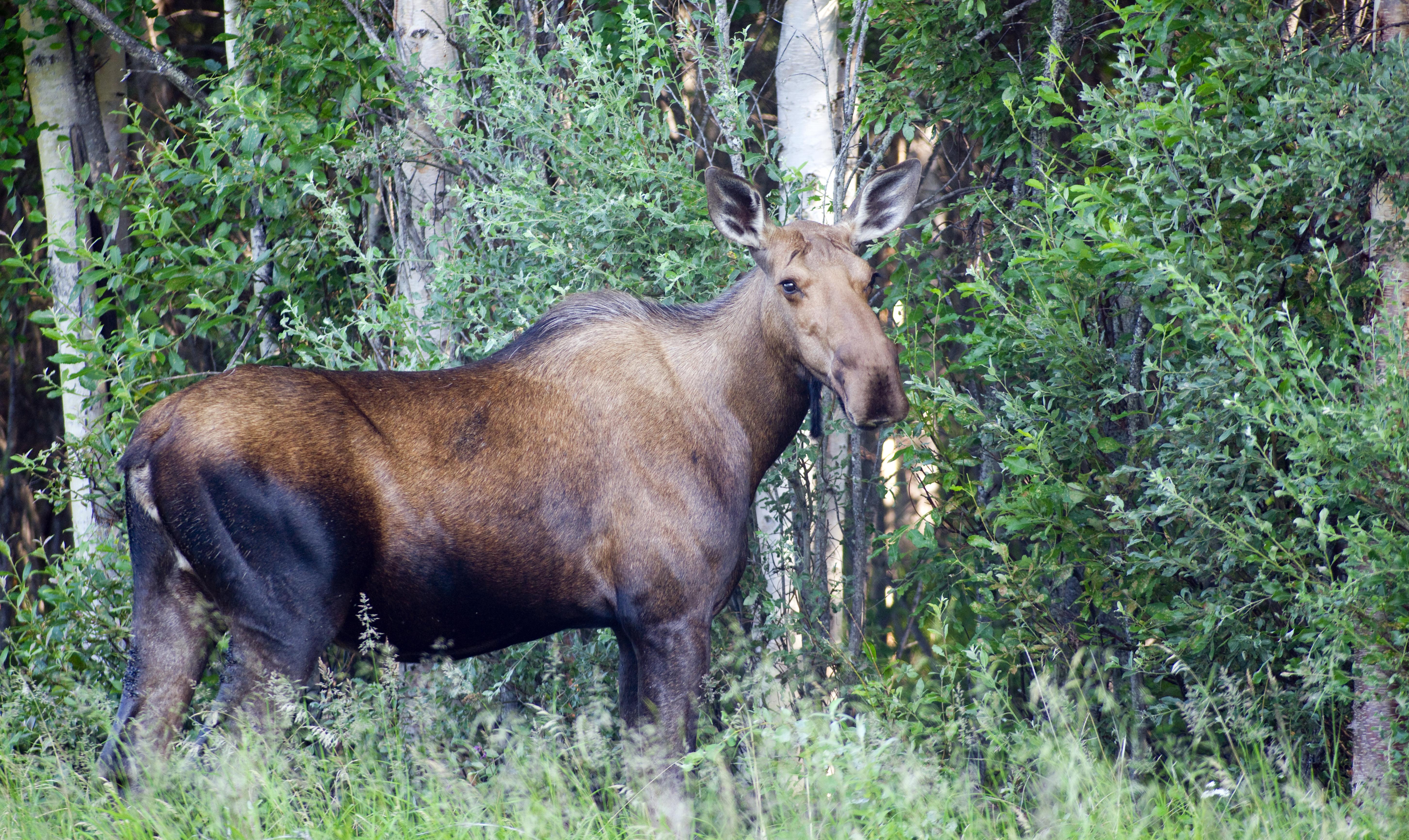 How to Spot Wildlife on an Alaska Cruise with Family - Moose in Alaska