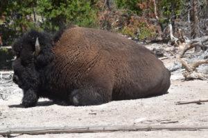 surprises are everywhere when hiking in Yellowstone National Park