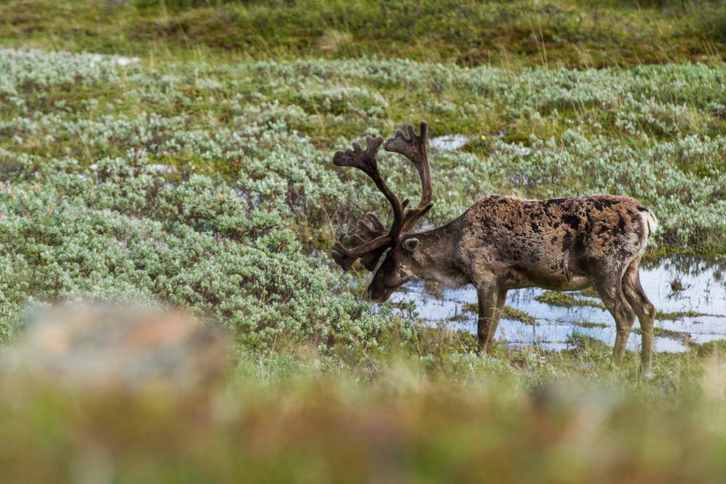 Moose in Denali National Park