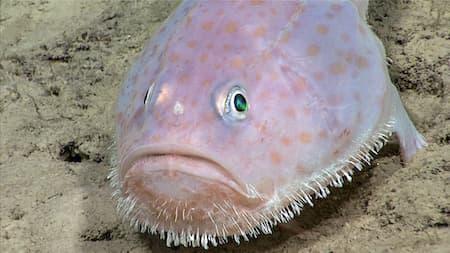 Greater Farallones National Marine Sanctuary