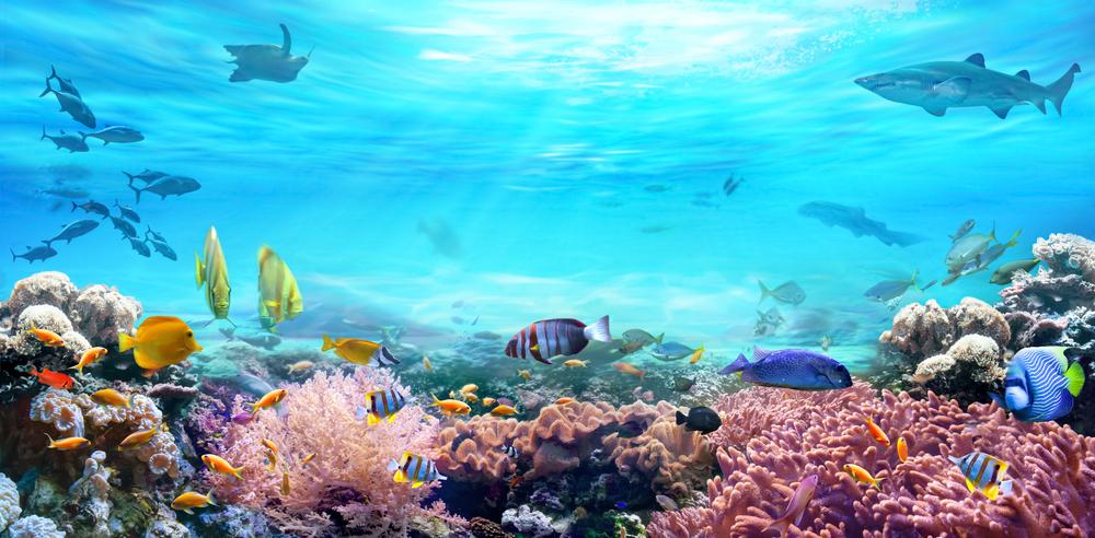 3 Destinations to Visit to See the Best Coral Reefs for World Reef Awareness Day