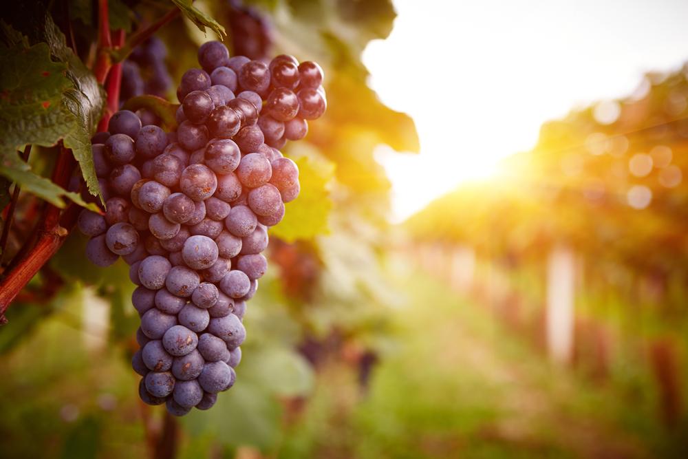 3 Vineyards to Visit for Wine Tastings on National Wine Day