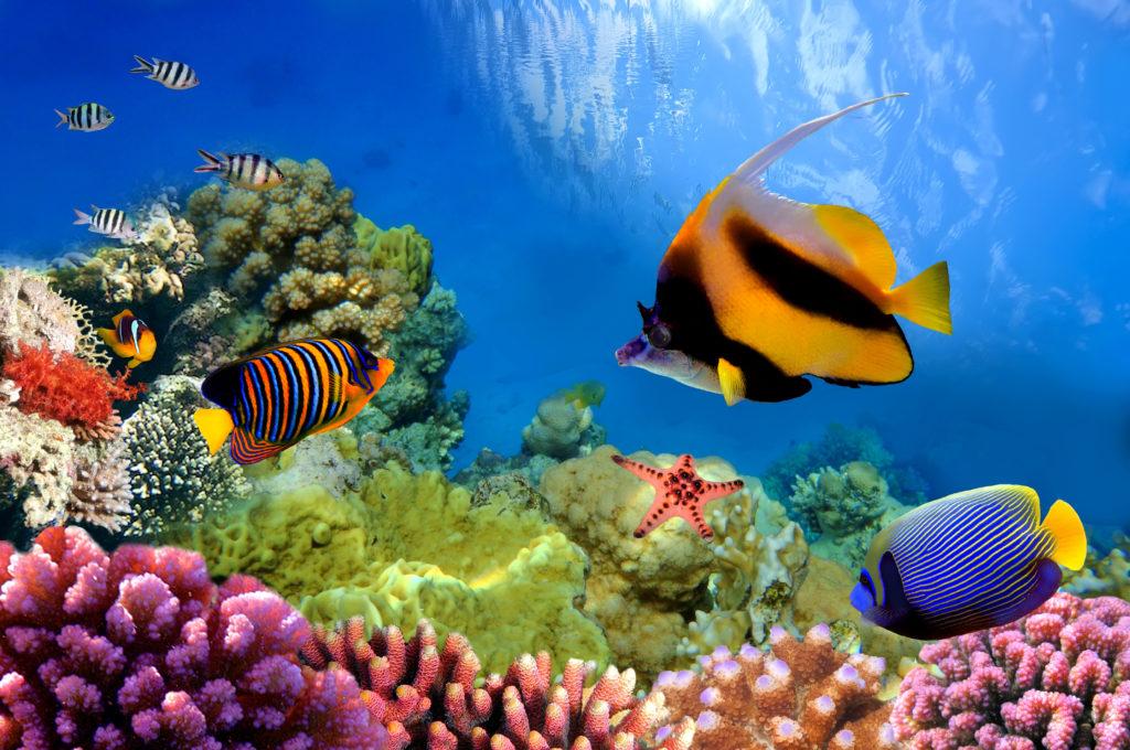 Marine Life on a coral reef elite travel journeys
