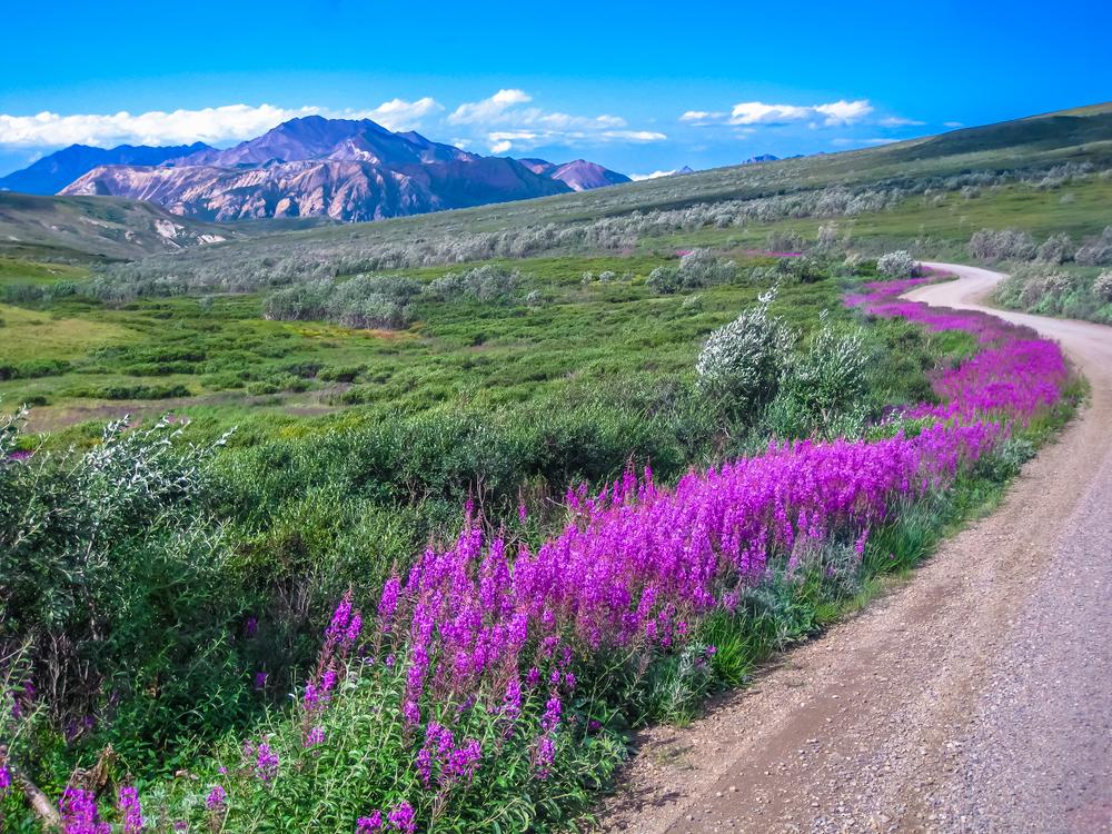 Exploring Denali National Park During My Vacation in Alaska