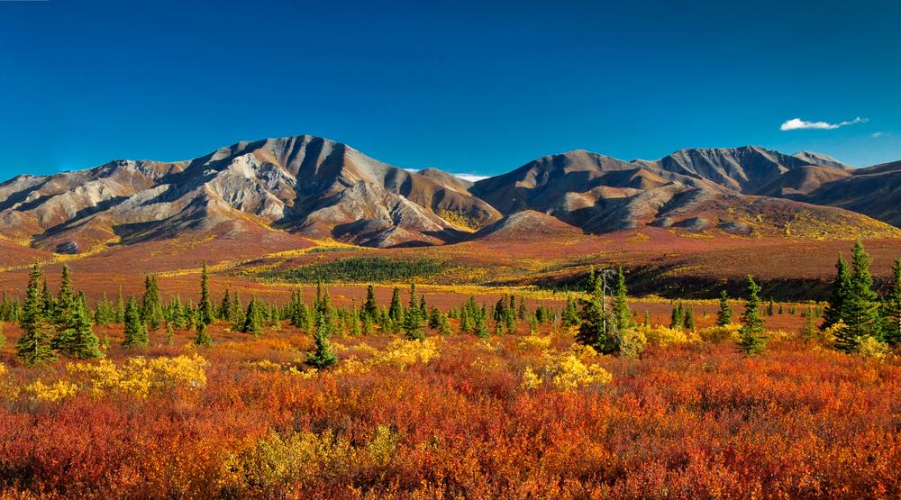 Reasons to Visit Alaska in the Fall - Changing Colors of the Leaves