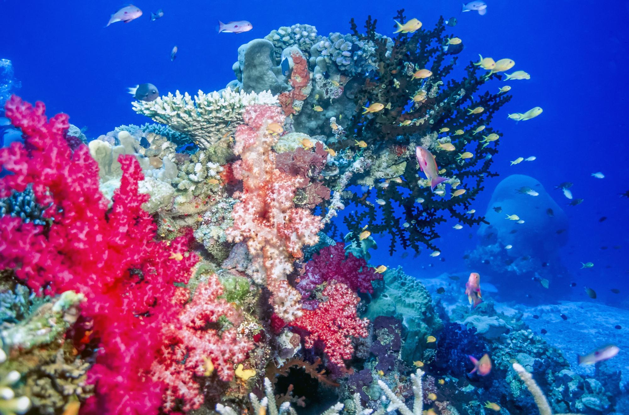 The Best Fiji Islands for Family Vacations - Reef Near Fiji Islands