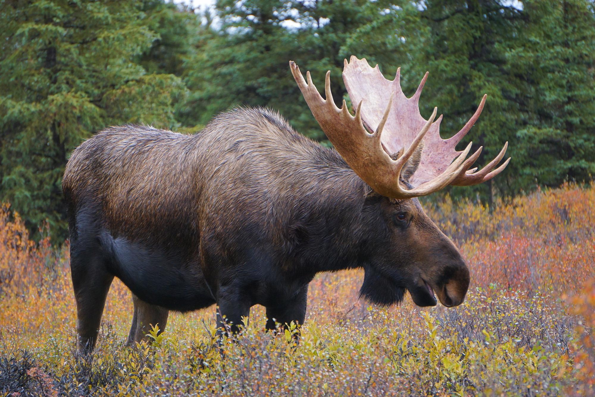 Reasons to Visit Alaska in the Fall - Wild Moose in Denali National Park