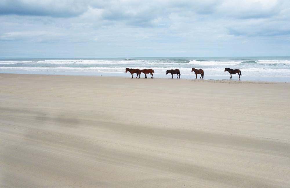 Amazing Things to Do in the Southeast for Your Winter Family Vacation - Wild Horses in the Outer Banks