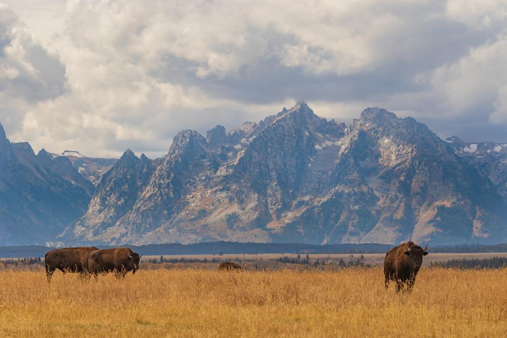 Grand Teton Winter Safari: An Amazing Family Adventure - Grand Teton National Park