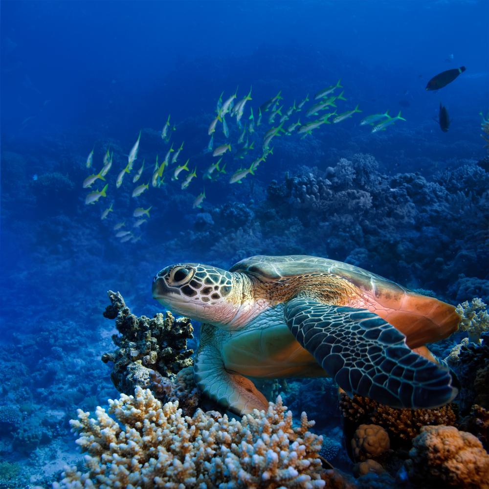 Swim with Sea Turtles in the Galapagos