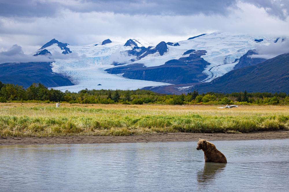 Spend a Little Time with the Bears in Homer, Alaska