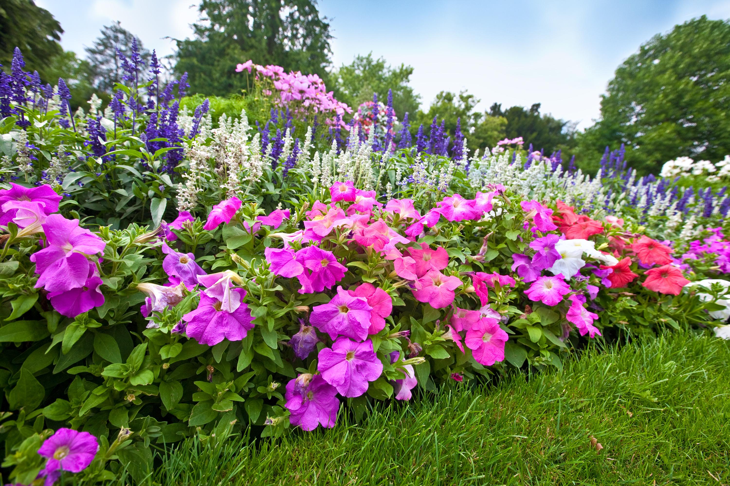 Visit to Red Butte Garden - Flower Garden