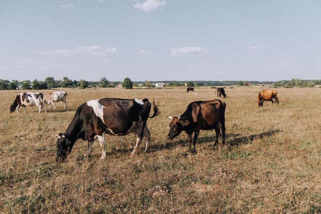Search for History at Fielding Garr Ranch During a Family Vacation in Utah - Grazing Cattle