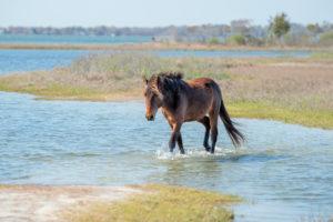 Family vacation in Assateague Island - Baby Wild Pony