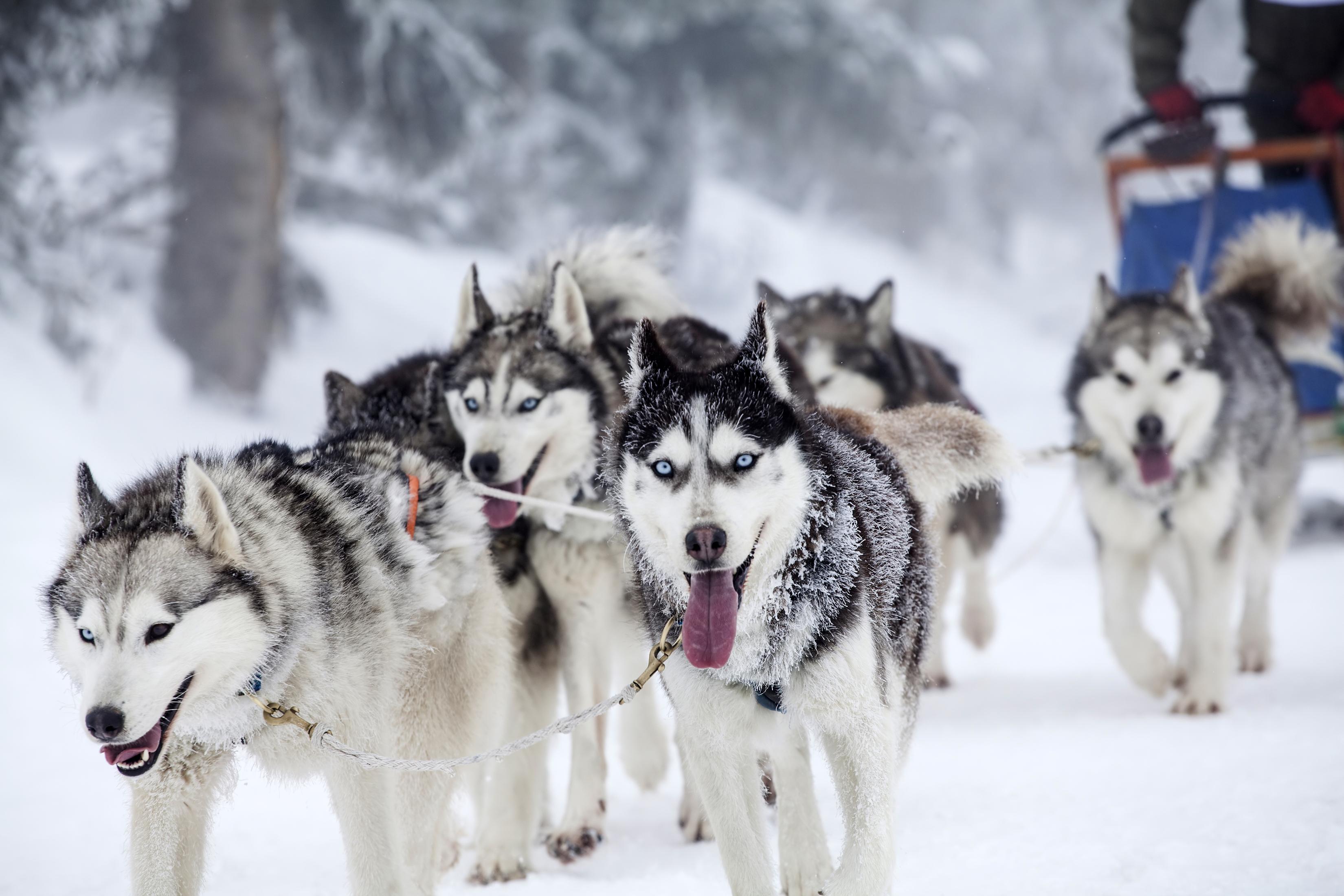 Dog Sledding in New England - Dog Sledding