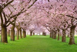 Spring vacations - cherry blossoms
