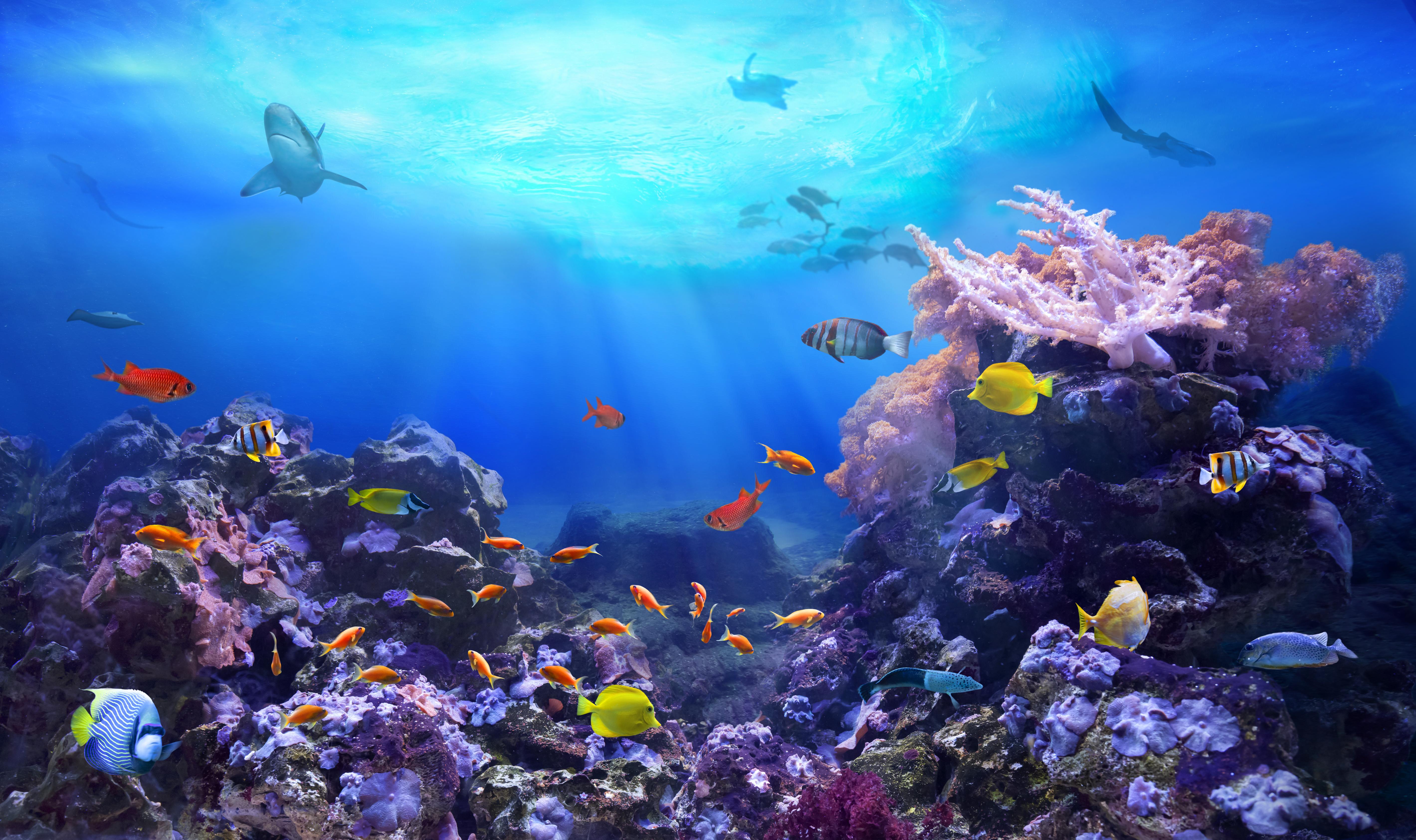 Best Scuba Diving Places in the World - Scuba Diving Near a Coral Reef