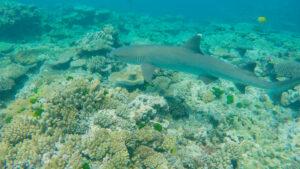 Best Scuba Diving Places in the World - White Tipped Reef Shark Near Heron Island
