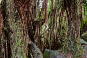 Hidden Gems Inside Akaka Falls State Park - Akaka Falls State Park