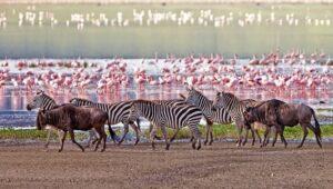 Wildlife Safari in Tanzania for Your Family Vacation - Lake Manyara