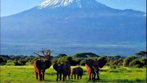 Consider a Kenya Safari for Your Family Vacation - Safari in Amboseli National Park