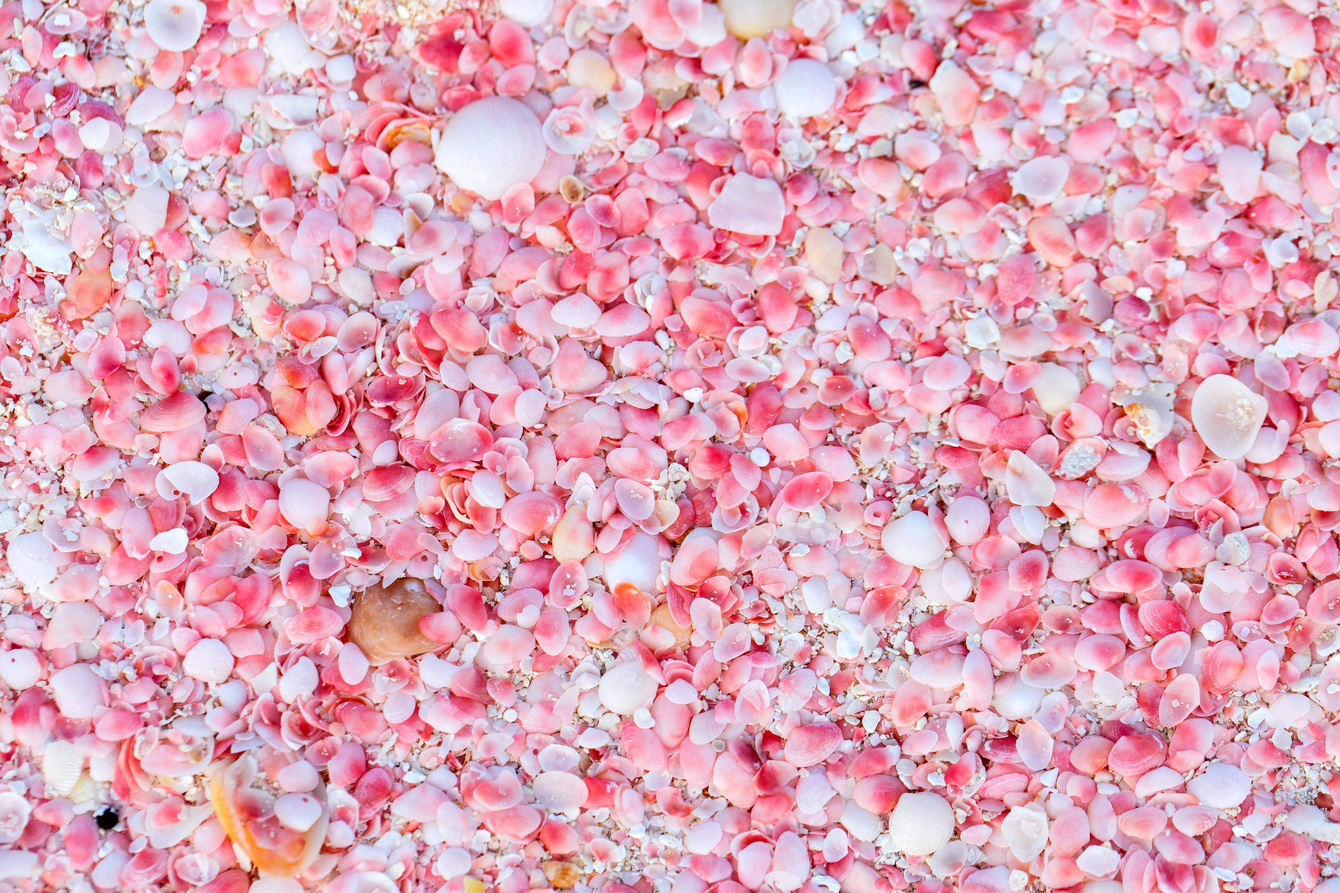 Cruising the Caribbean? Check Out These Best Islands - Pink Sand Beach in Barbuda