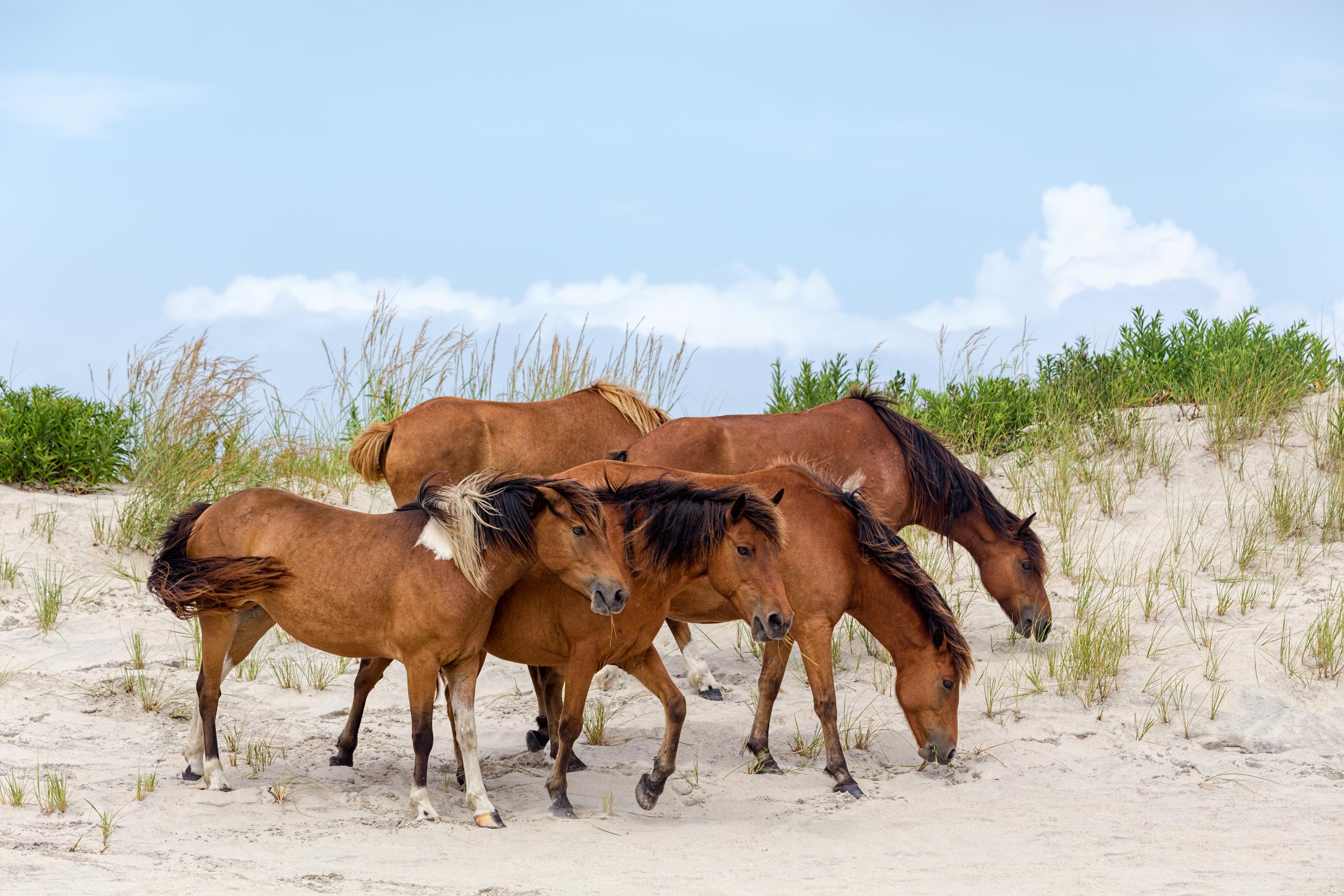 No Passport Required for These 7 Islands - Wild Ponies on Assateague Island