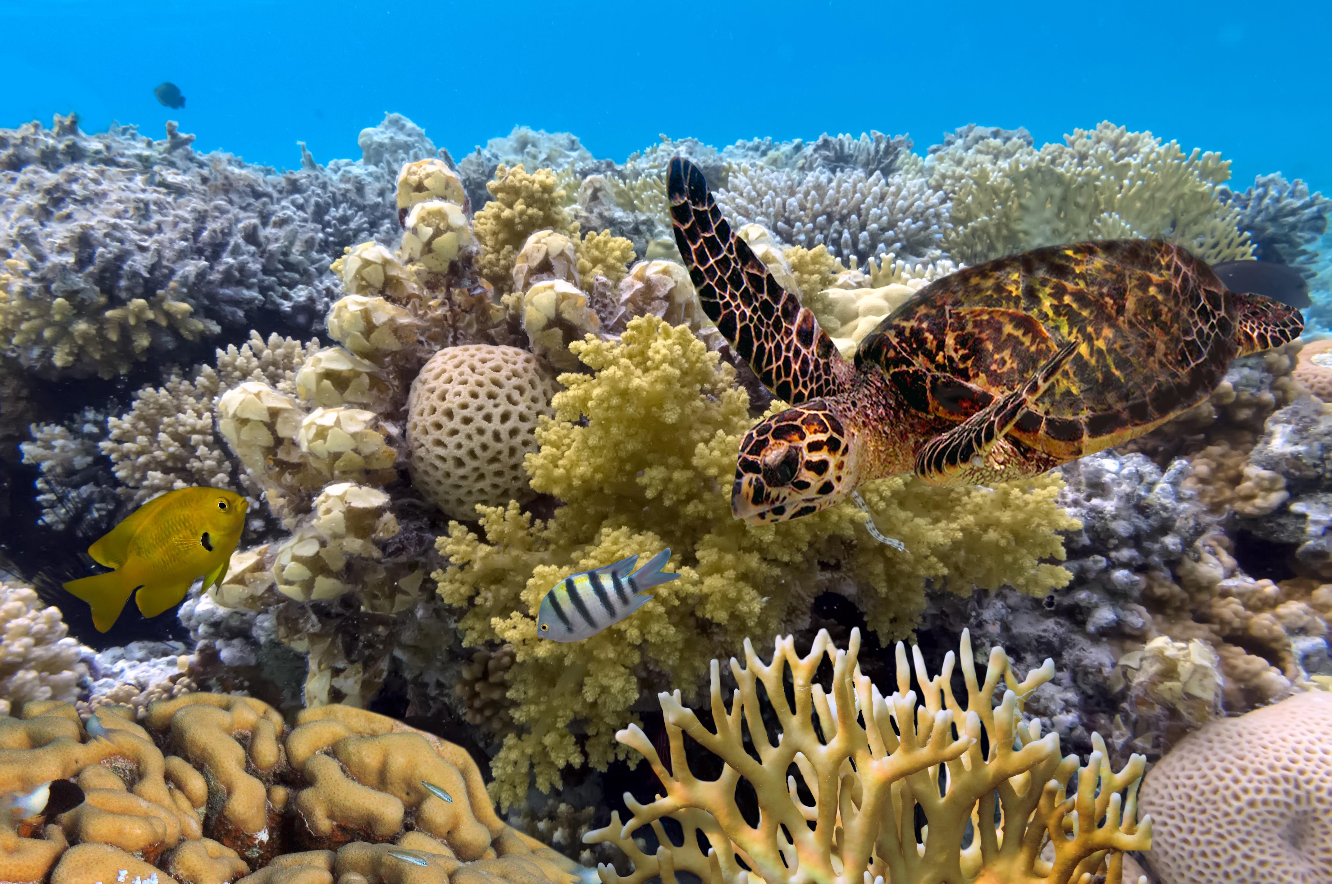 Consider a 15 Day Australia and New Zealand Vacation - Great Barrier Reef in Australia