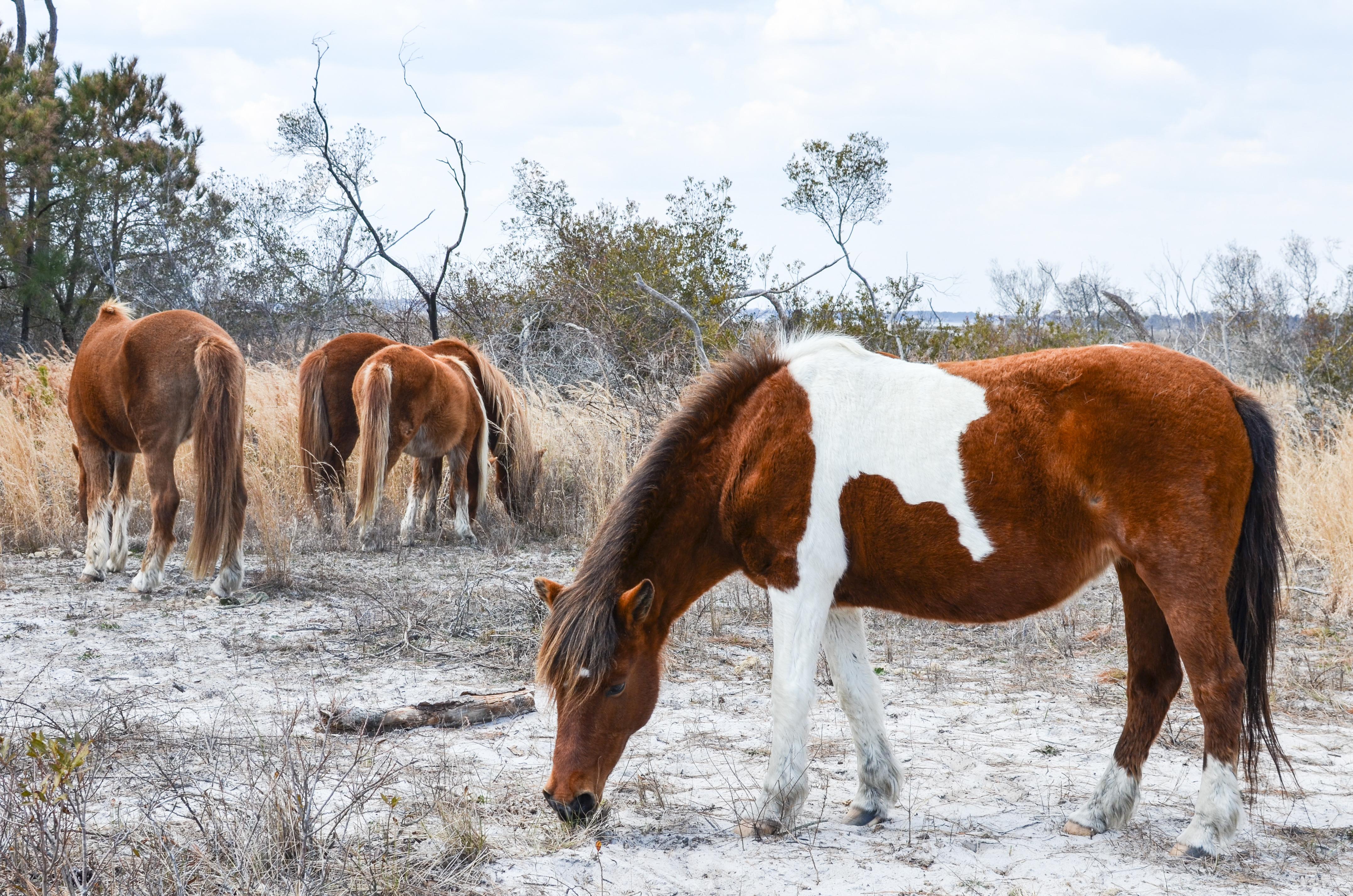 Best Things to Do in Ocean City, Maryland - Horses on Assateague Island National Seashore