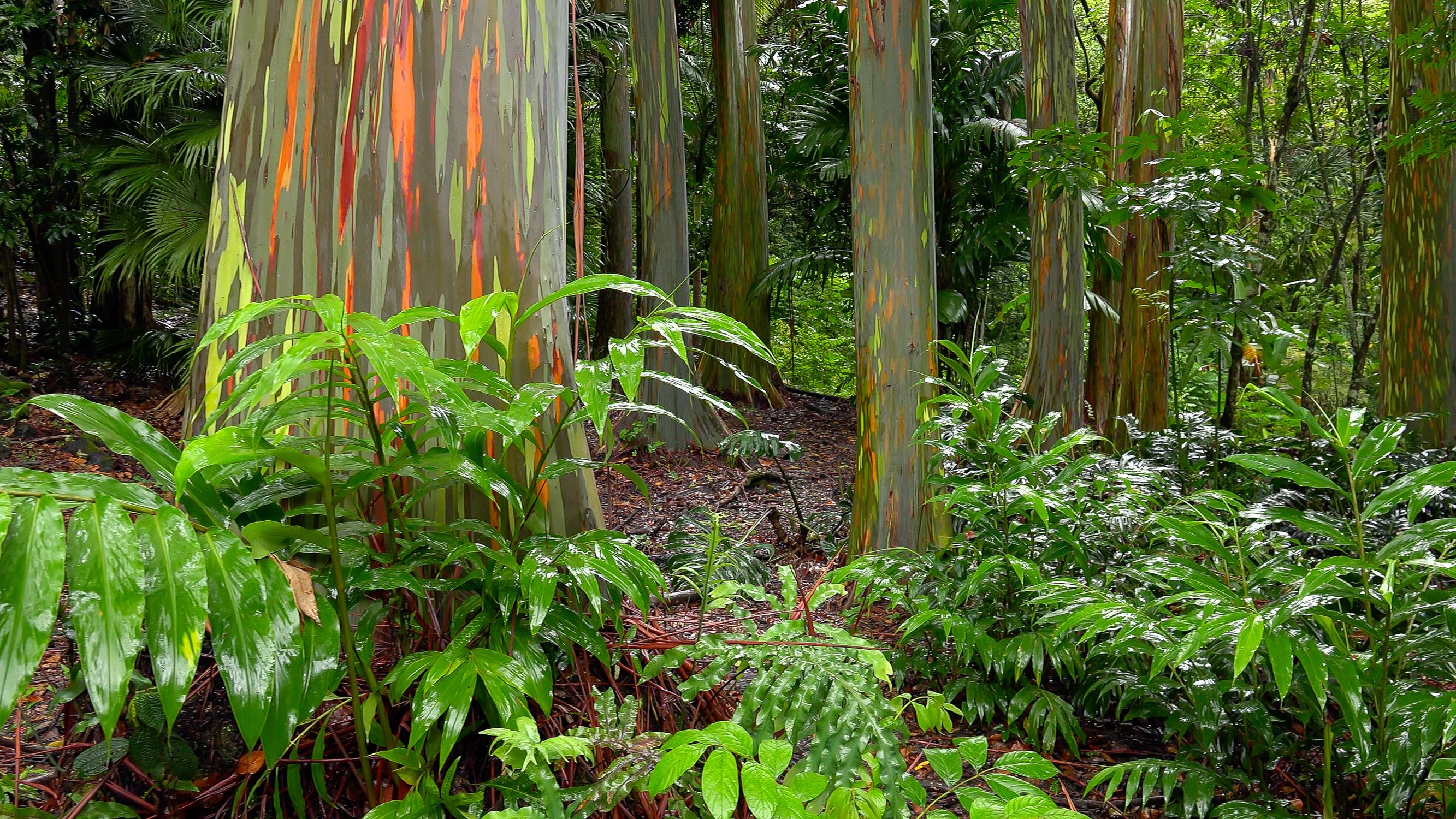 Explore the Amazing Road to Hana with Your Family Using My Helpful Guide - Rainbow Eucalyptus Trees