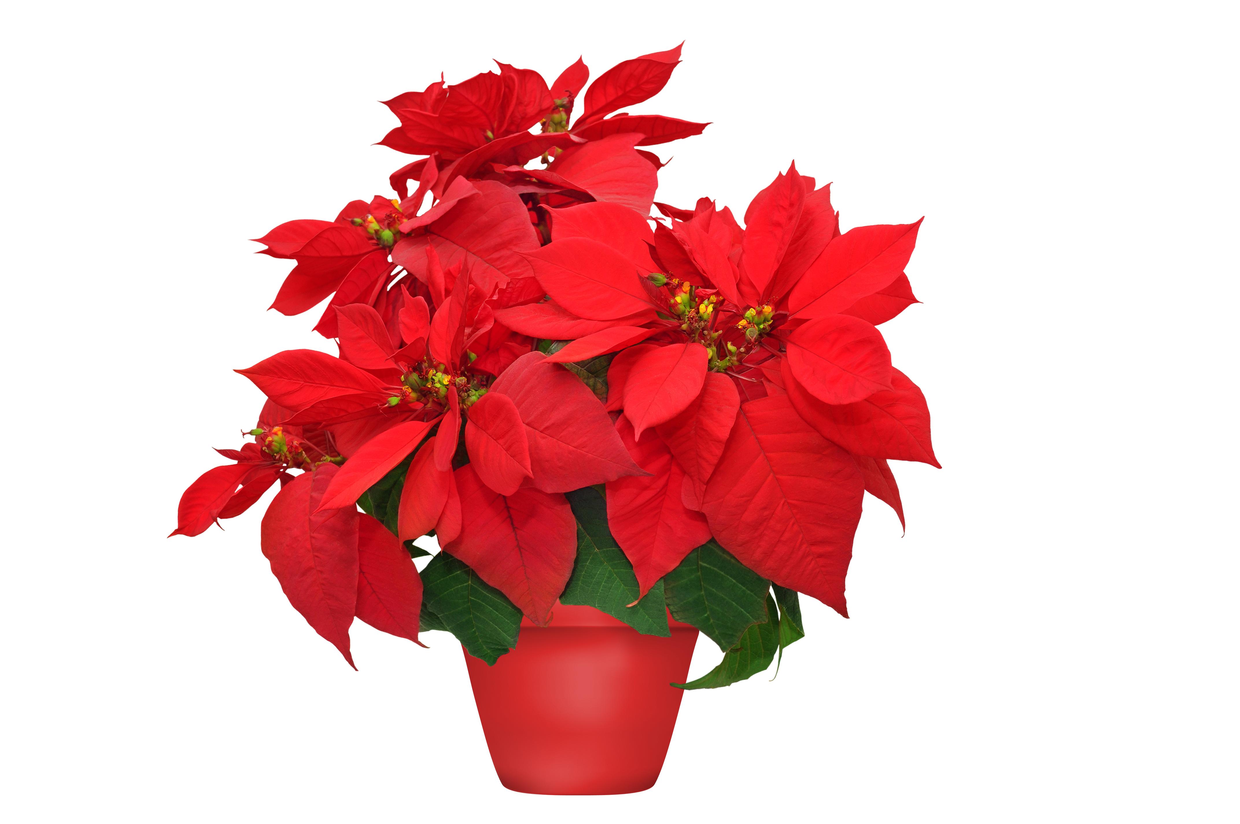 Amazing Christmas Traditions Around the World to Experience During Your Family Vacation - Christmas Poinsettia