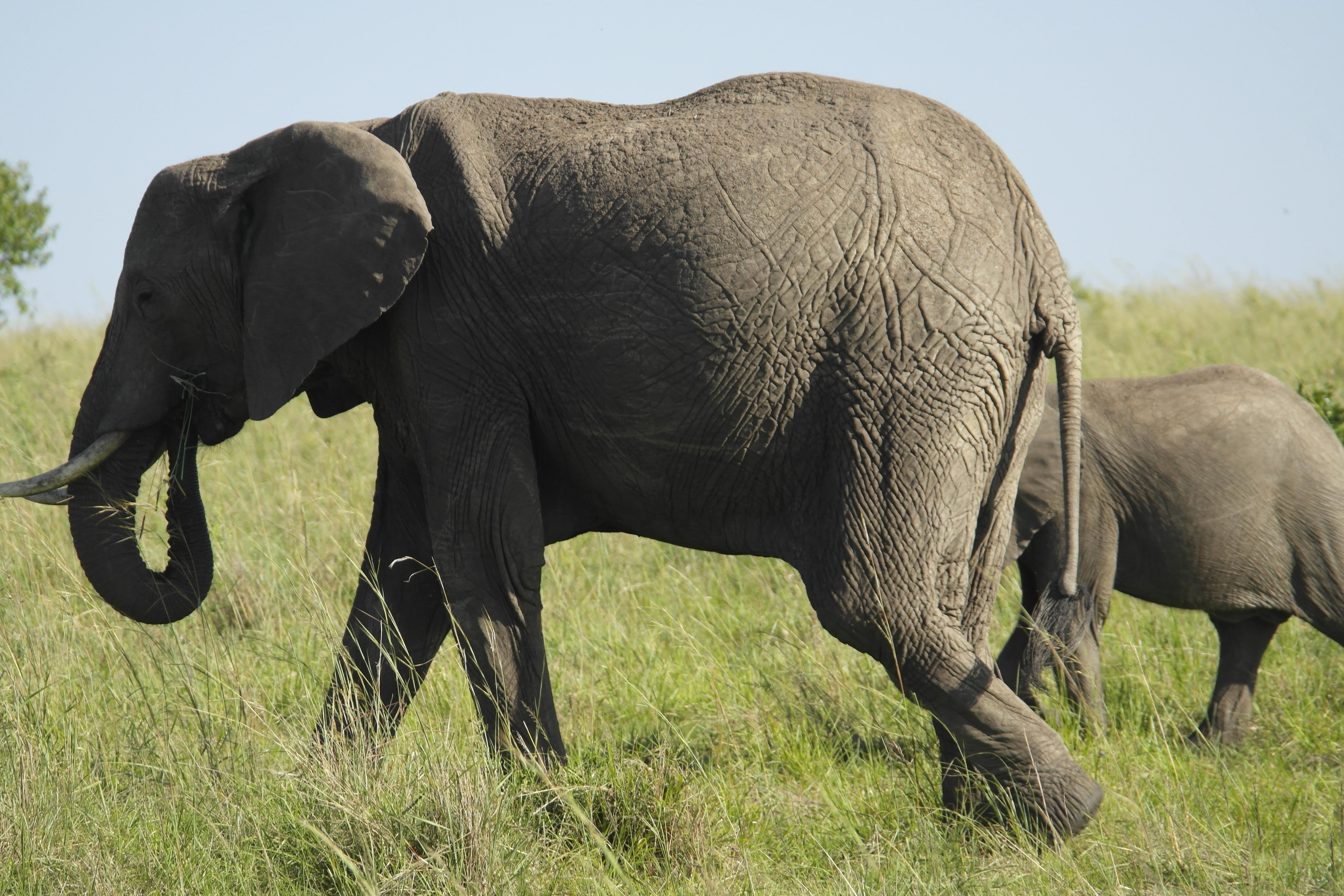 Amazing Themed Tours for Solo Women Travelers - Elephant on Safari in Africa