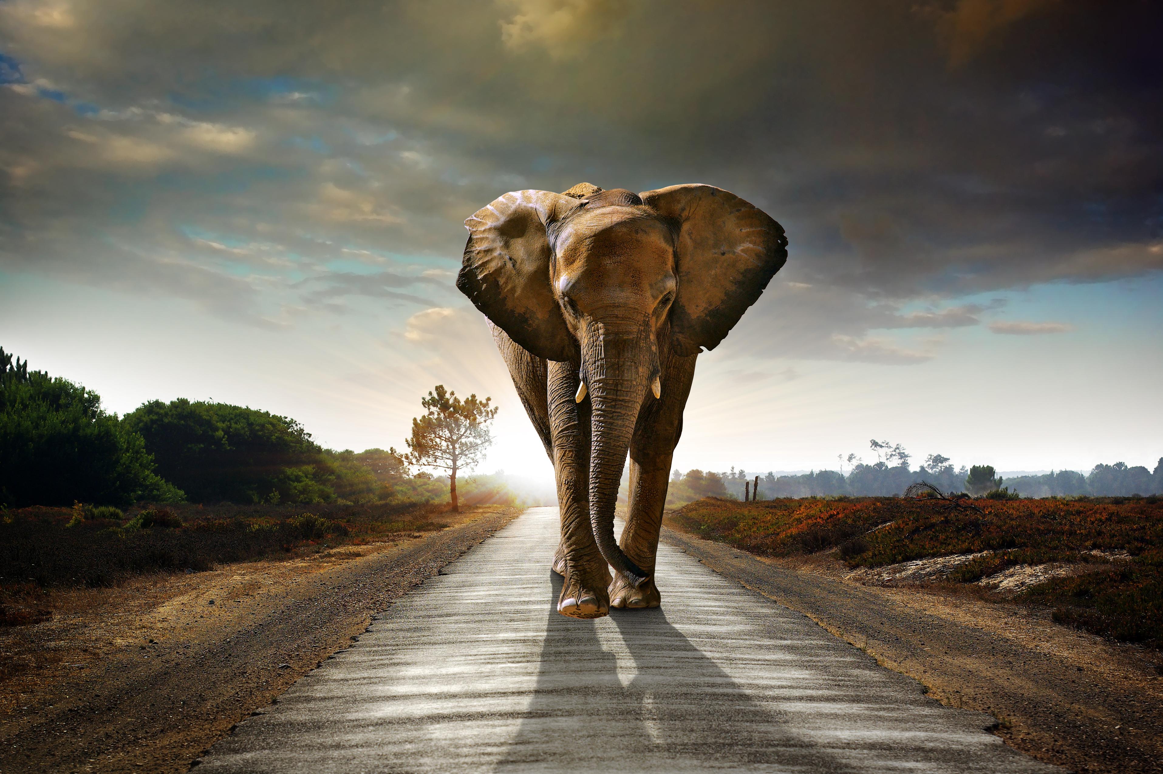 Elephant in Africa