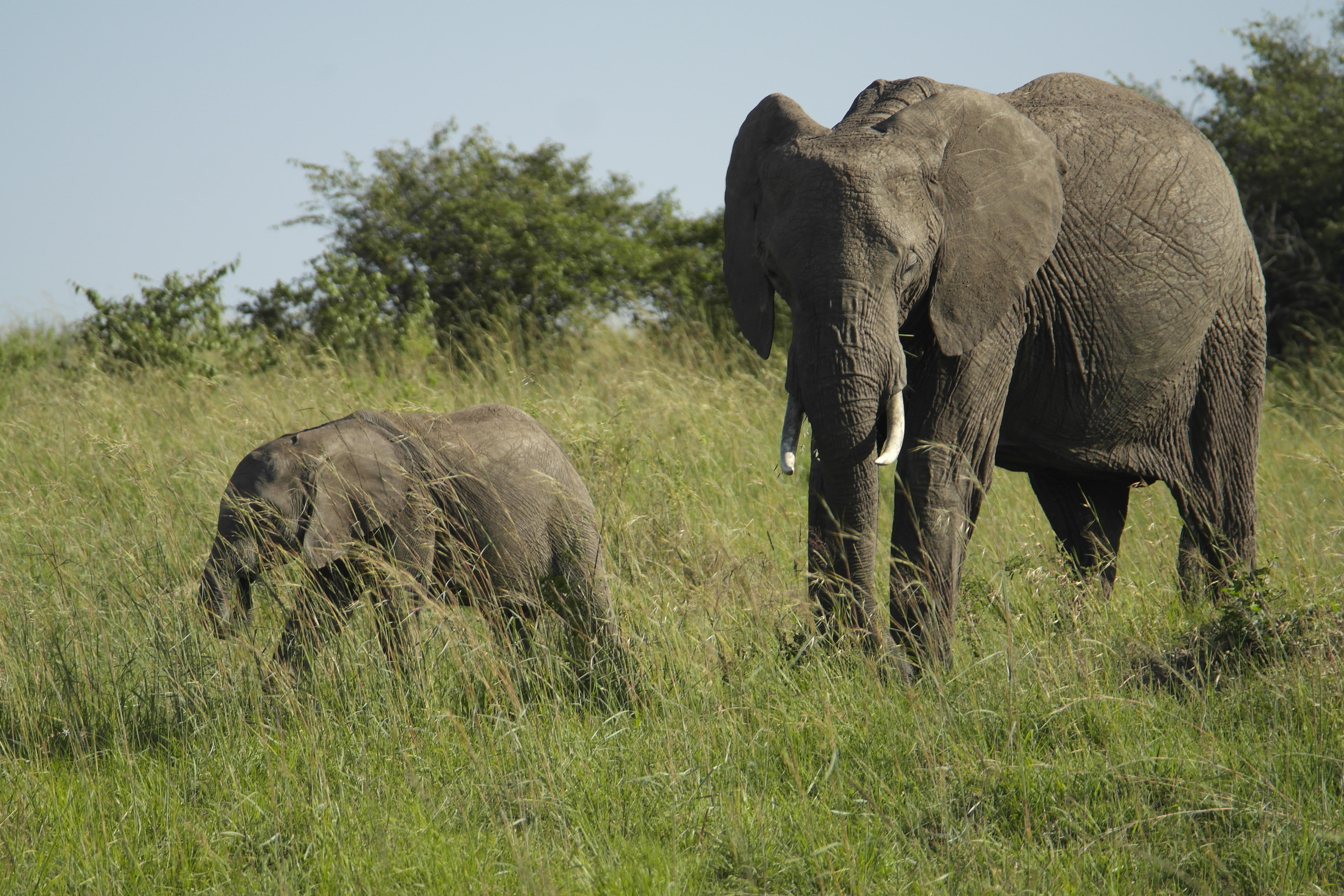 Best Family Vacation Destinations for 2025: Top Places for Adventure, Culture, and Fun - Elephants in South Africa